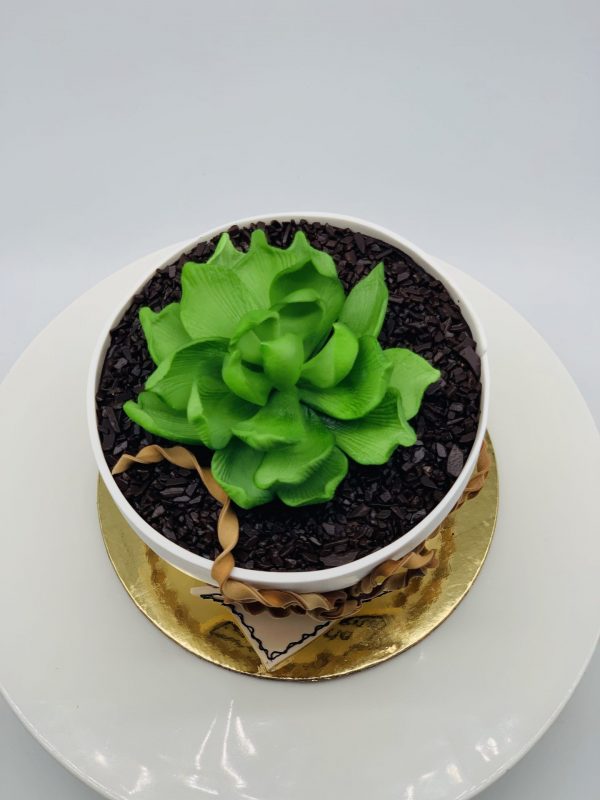 Jubiliejinis tortas Vazonėlis su sukulentu